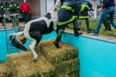 Pferd in Pool gestürzt